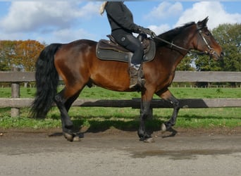 Andra raser, Valack, 8 år, 149 cm, Brun