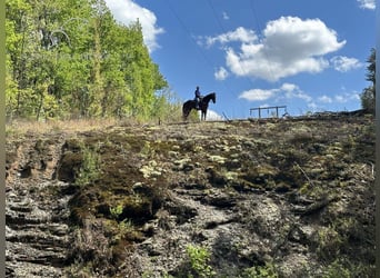 Andra raser, Valack, 8 år, 152 cm, Brun