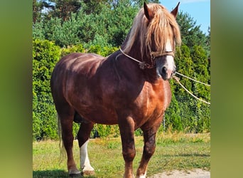 Andra tunga hästar, Hingst, 14 år, 165 cm, fux