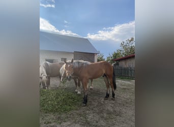 Andra tunga hästar, Hingst, 1 år, Brun