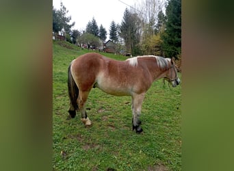 Andra tunga hästar, Hingst, 1 år, Brun