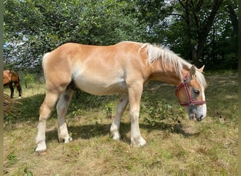 Andra tunga hästar, Hingst, 1 år