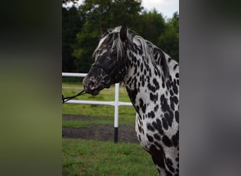 Andra tunga hästar Blandning, Hingst, 6 år, 158 cm, Leopard-Piebald
