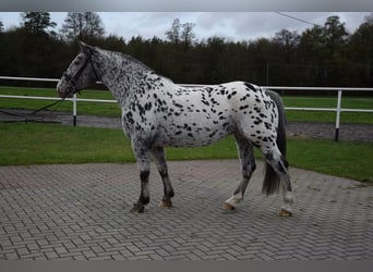 Andra tunga hästar Blandning, Sto, 10 år, 162 cm, Leopard-Piebald