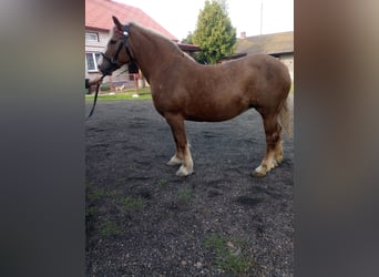Andra tunga hästar, Sto, 14 år, 160 cm, fux
