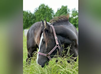 Andra tunga hästar, Sto, 2 år, 158 cm, Rökfärgad svart