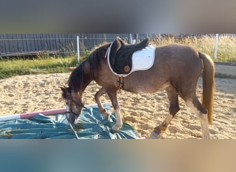 Weitere Kaltblüter Blandning, Stute, 3 Jahre, 150 cm, Braunfalbschimmel