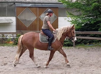 Andra tunga hästar, Sto, 5 år, 162 cm, fux