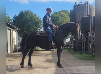 Andra tunga hästar Blandning, Sto, 6 år, 158 cm, Svart