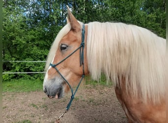 Andra tunga hästar, Sto, 7 år, 165 cm, fux