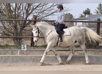 Weitere Kaltblüter Blandning, Stute, 8 Jahre, 165 cm, Schimmel