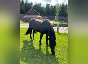 Andra tunga hästar Blandning, Valack, 10 år, 155 cm, Rökfärgad svart