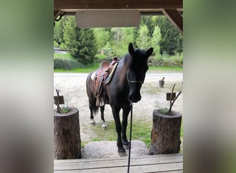 Andra tunga hästar Blandning, Valack, 10 år, 155 cm, Rökfärgad svart