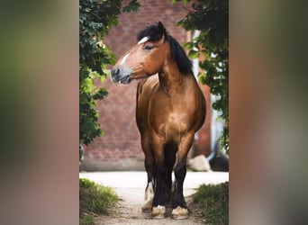 Andra tunga hästar, Valack, 10 år, 160 cm, Brun