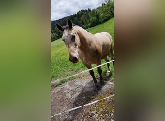 Andra tunga hästar Blandning, Valack, 11 år