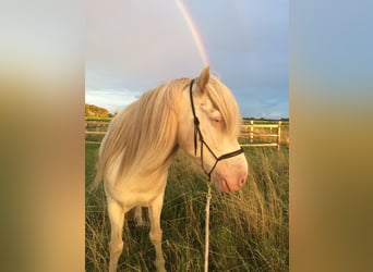 Andra tunga hästar Blandning, Valack, 13 år, 145 cm, Perlino
