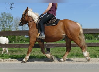 Andra tunga hästar, Valack, 3 år, 153 cm, fux