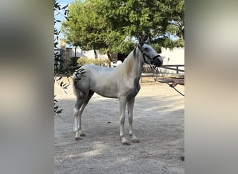 Weitere Kaltblüter, Wallach, 3 Jahre, 154 cm, Schimmel