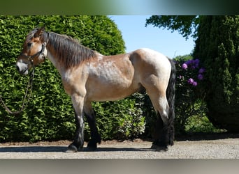 Andra tunga hästar, Valack, 3 år, 156 cm, Braunfalbschimmel