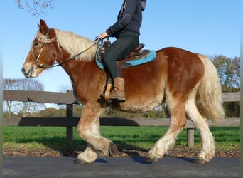 Andra tunga hästar, Valack, 3 år, 158 cm, fux