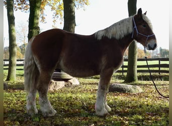Andra tunga hästar, Valack, 3 år, 158 cm, fux