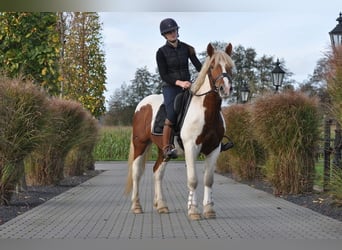 Andra tunga hästar, Valack, 4 år, 152 cm, Pinto