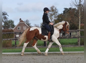 Andra tunga hästar, Valack, 4 år, 152 cm, Pinto