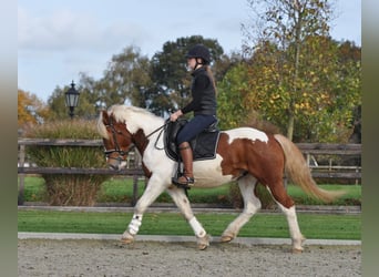 Andra tunga hästar, Valack, 4 år, 152 cm, Pinto