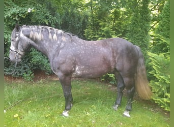 Andra tunga hästar, Valack, 4 år, 162 cm, Grå-mörk-brun