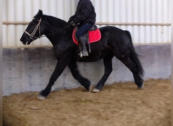 Andra tunga hästar, Valack, 4 år, 164 cm, Svart
