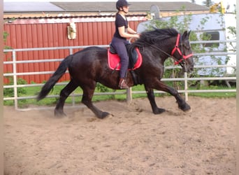 Andra tunga hästar, Valack, 4 år, 165 cm, Svart