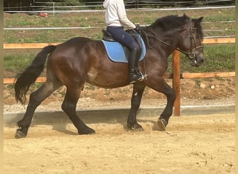 Andra tunga hästar, Valack, 5 år, 155 cm, Brun