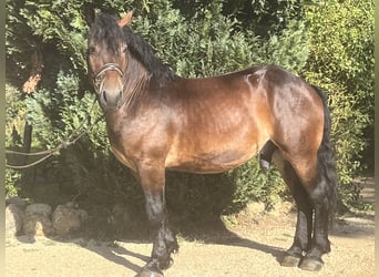 Andra tunga hästar, Valack, 5 år, 155 cm, Brun