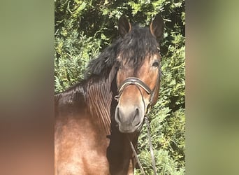 Andra tunga hästar, Valack, 5 år, 155 cm, Brun