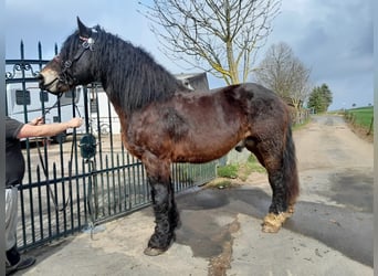 Andra tunga hästar, Valack, 6 år, 167 cm
