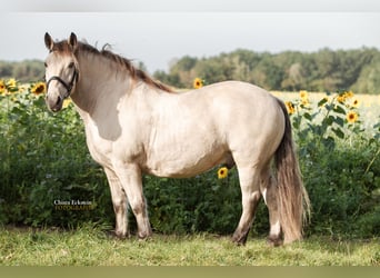 Andra tunga hästar, Valack, 9 år, 160 cm, Gulbrun