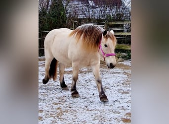 Andra tunga hästar, Valack, 9 år, 160 cm, Gulbrun
