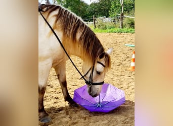 Andra tunga hästar, Valack, 9 år, 160 cm, Gulbrun