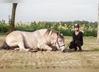 Andra tunga hästar, Valack, 9 år, 160 cm, Gulbrun