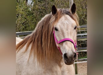 Andra tunga hästar, Valack, 9 år, 160 cm, Gulbrun
