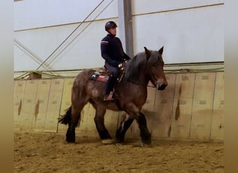 Andra tunga hästar, Valack, 9 år, 165 cm, Brun