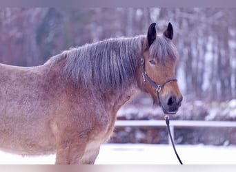 Andra tunga hästar, Valack, 9 år, 165 cm, Brun