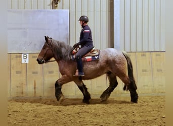 Andra tunga hästar, Valack, 9 år, 165 cm, Brun
