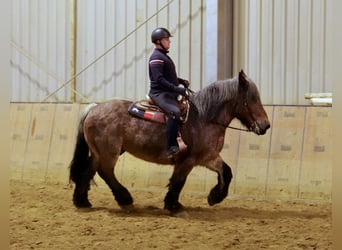 Andra tunga hästar, Valack, 9 år, 165 cm, Brun