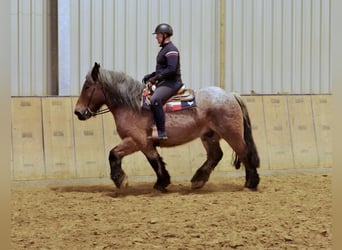 Andra tunga hästar, Valack, 9 år, 165 cm, Brun