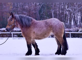 Andra tunga hästar, Valack, 9 år, 165 cm, Brun
