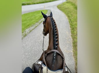 Andra varmblod, Hingst, 11 år, 168 cm, Brun