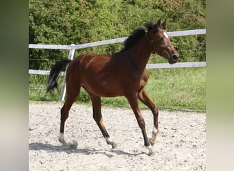 Andra varmblod, Hingst, 1 år, 170 cm, Brun