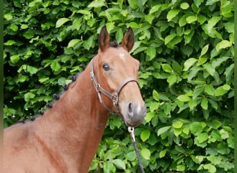 Weitere Warmblüter, Hengst, 2 Jahre, 155 cm