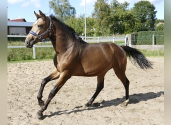 Andra varmblod, Hingst, 2 år, 170 cm, Gulbrun